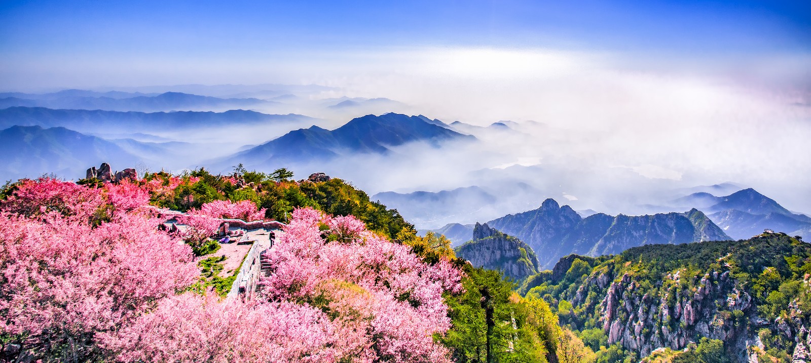 花海翠山（曲业芝摄影作品18653863619）.jpg