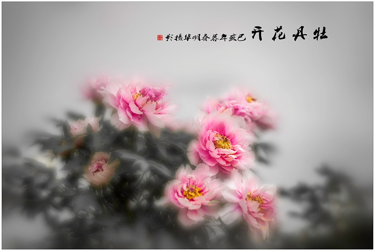 《牡丹花開》+陆明华.jpg