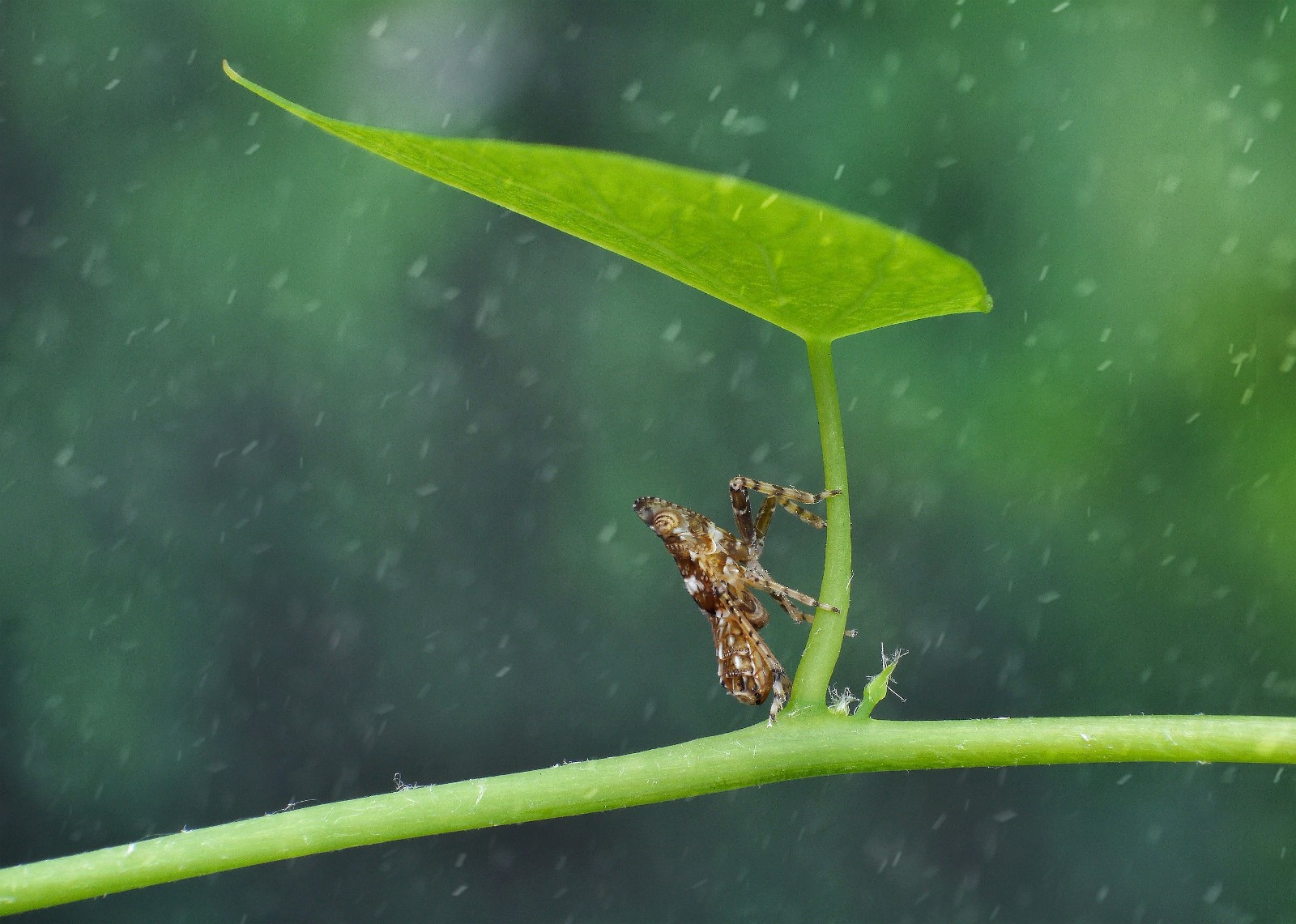 避雨.jpg