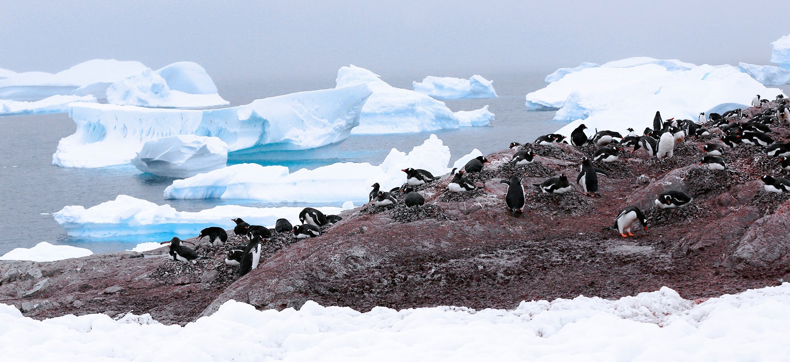 《库弗维尔企鹅岛》2017年摄于南极_1.jpg