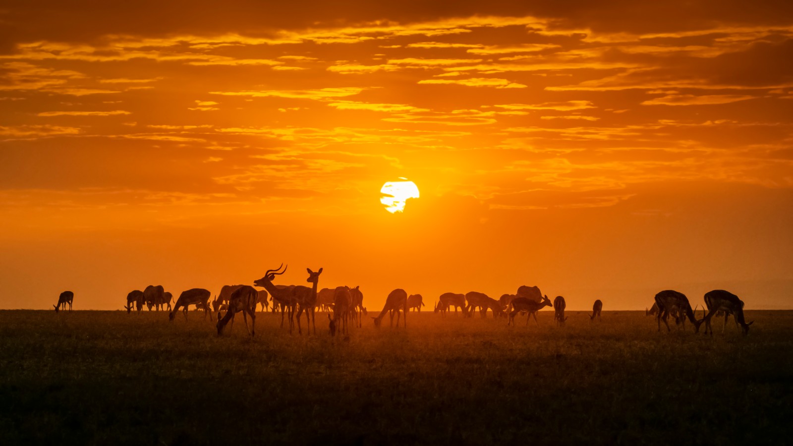 《夕阳下的黑斑羚》.jpg